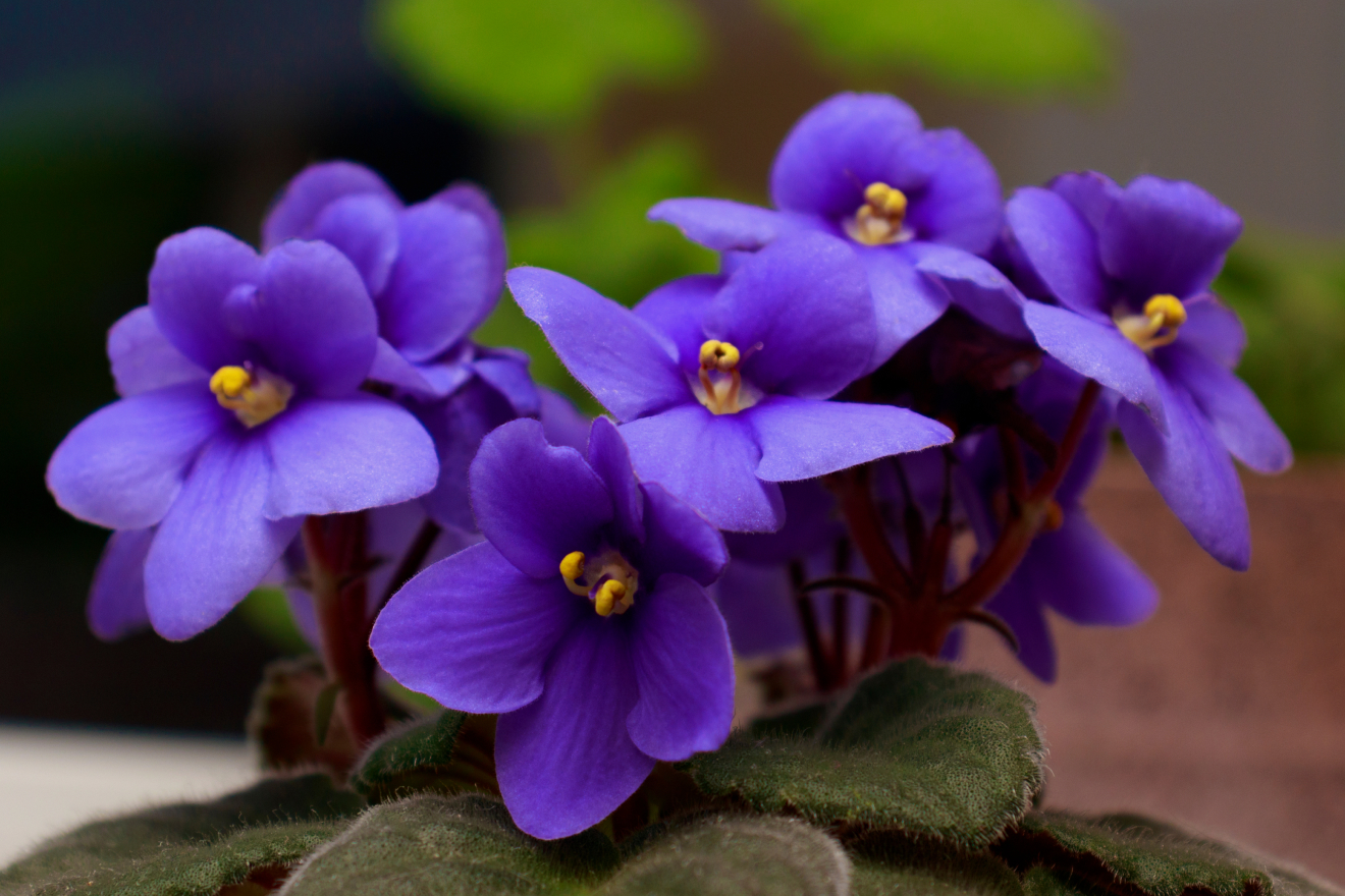 Экстракт фиалки