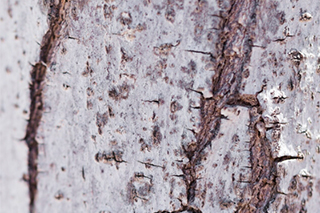 Экстракт березы