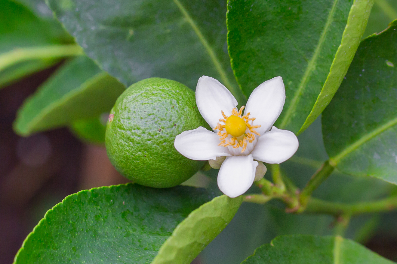 Экстракт цветков лайма