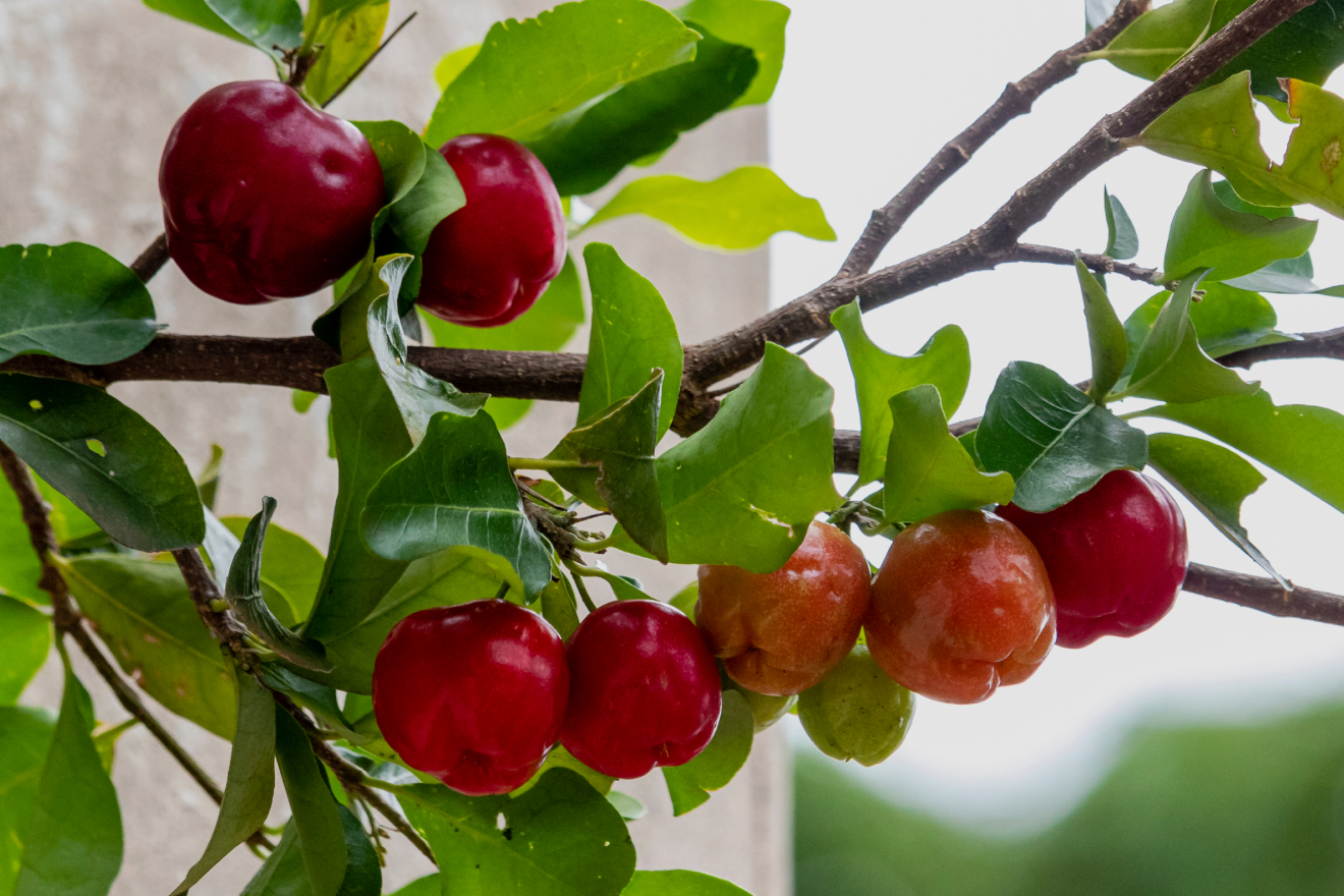 Экстракт ацеролы